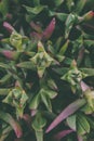 Wild green succulent texture and background. Carpobrotus Edulis. Closeup view of green succulent background for design. Ice plant. Royalty Free Stock Photo