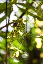 Wild green tabby flower in the jungle