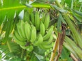 Wild green unripe banana tree