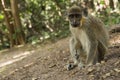 Green Vervet Monkeys in Bigilo forest park, The Gambia