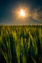 Wild green wheat field with a line of trees in the background ag Royalty Free Stock Photo