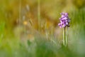 Wild green winged orchid Royalty Free Stock Photo