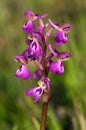 Wild green-winged orchid, trimaculata form - Anacamptis morio subsp. picta