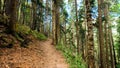 wild green woods in mountain ridge - touristic ground path - photo of nature