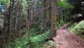 wild green woods in mountain ridge - touristic ground trailway - photo of nature
