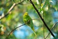 Wild green and yellow Budgerigar sitting on tree branch Royalty Free Stock Photo
