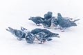 Pigeons eating bread on a frozen lake