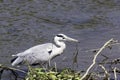 Wild grey heron / Ardea cinerea eating lunch in the River Thames Royalty Free Stock Photo