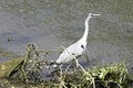 Wild grey heron Ardea cinerea on hunt in the River Thames Royalty Free Stock Photo