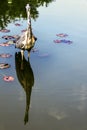 Wild grey heron / Ardea cinerea on hunt in the River Thames