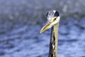 Wild grey heron / Ardea cinerea on hunt in the River Thames Royalty Free Stock Photo