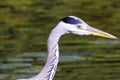 Wild grey heron / Ardea cinerea on hunt in the River Thames Royalty Free Stock Photo