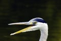 Wild grey heron / Ardea cinerea on hunt in the River Thames Royalty Free Stock Photo