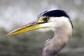 Wild grey heron / Ardea cinerea on hunt in the River Thames Royalty Free Stock Photo