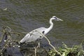 Wild grey heron Ardea cinerea on hunt in the River Thames Royalty Free Stock Photo