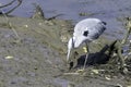 Wild grey heron Ardea cinerea on hunt in the River Thames Royalty Free Stock Photo