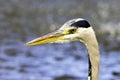 Wild grey heron / Ardea cinerea on hunt in the River Thames Royalty Free Stock Photo