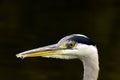 Wild grey heron / Ardea cinerea on hunt in the River Thames Royalty Free Stock Photo