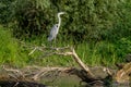 Wild Grey Heron bird in the Danube Delta Romania