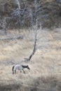 Wild grey horse in North Dakota Royalty Free Stock Photo