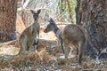 Wild Grey Kangaroo family in the bush, , Western Australia, Australia