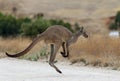 A wild grey kangaroo hopping on the Fleurieu Peninsula South Australia on 15th March 2018