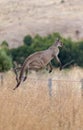 A wild grey kangaroo hopping on the Fleurieu Peninsula South Australia on 15th March 2018