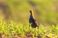 Wild grey partridge on meadow Royalty Free Stock Photo