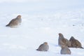 Grey partridges