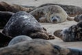 Wild Grey seal colony on the beach at Horsey UK. Group with various shapes and sizes Royalty Free Stock Photo