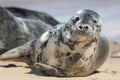 Wild grey seal portrait image. Beautiful gray seal from Horsey