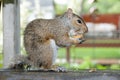 Wild Grey Squirrel