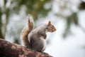 Wild grey squirrel standing on top a tree trunk Royalty Free Stock Photo