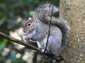 Wild Grey Squirrel in a tree eating Royalty Free Stock Photo