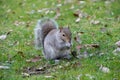 Wild grey squirrel