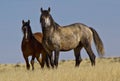 Wild grey stallion and mare Royalty Free Stock Photo