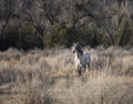 Wild grey stallion in the tall grass Royalty Free Stock Photo