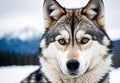 Wild Grey Wolf head close-up portrait