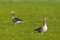 Wild greylag geese in field
