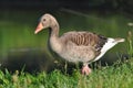 Wild greylag goose