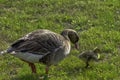 Wild greylag goose family in French park Royalty Free Stock Photo