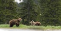 Wild Grizzly Bear Royalty Free Stock Photo