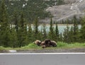 Wild Grizzly Bear Royalty Free Stock Photo