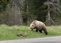 Wild Grizzly Bear Royalty Free Stock Photo