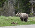 Wild Grizzly Bear Royalty Free Stock Photo