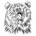 Wild grizzly, Hand drawn vector roaring bear.