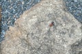 wild ground beetle