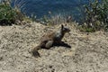 Wild Ground Squirrel at the Beach in California