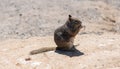 Wild ground-squirrel rodent animal eating sitting on ground