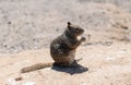 Wild ground squirrel rodent animal eating sitting on rocky soil